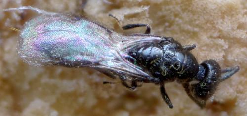 Réf. 271 225 : Spalangia erythromera